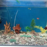 اکواریوم با تمام وسایل بجر دستگاه اکسیژن