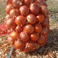 کارگر جهت برداشت پیاز|استخدام خدمات فروشگاه و رستوران|زنجانرود, |دیوار