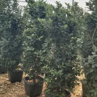 چوب بری وهرس کاری|خدمات باغبانی و درختکاری|چهارباغ, |دیوار