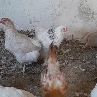 مرغ و خروس برهما و فریح محلی|حیوانات مزرعه|شبستر, |دیوار