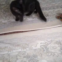 واگذاری گربه|گربه|رباطکریم, مسکن مهر آبشناسان|دیوار