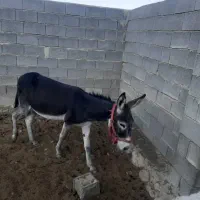 الاغ نر گله ای