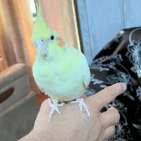 عروس هلندی دستی با قفس