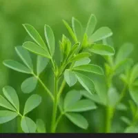 یونجه خرد شده یا کوفته|حیوانات مزرعه|مرودشت, بیست متری بیمارستان|دیوار