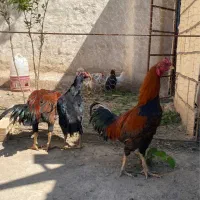 مرغ و خروس لاری