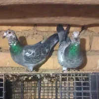 کفتر . کبوتر.آلمانی.