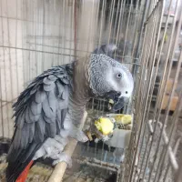 بزرگترین مجموعه کاسکو راهب گرینچیک طوطی در اصفهان|پرنده|اصفهان, عطار نیشابوری|دیوار