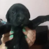 توله سگ پیتبول|سگ|پاکدشت, خاتون آباد|دیوار