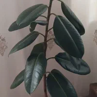 ارزون|حراج|خوی, |دیوار