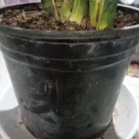 گلدان سایز 12