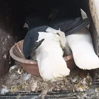 یک جفت چپ سیاه ذات دار