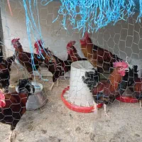 مرغ و خروس و بوقلمون سالم و سرحال