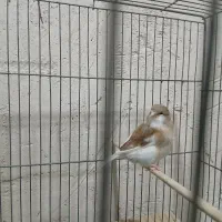 قناری گلاستر ماده سهره دو ماه قفس|پرنده|اسکو, |دیوار