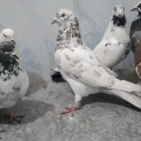 تهرانی و نامور