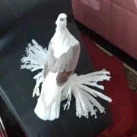 کبوتر پاپر اصیل