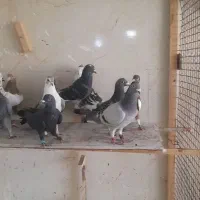 دسته کبوتر پلاکی رنگی نر|پرنده|شیراز, کرونی(خاتونک)|دیوار
