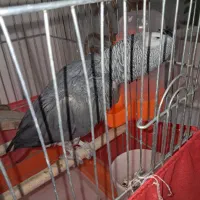 کاسکو سخنگو|پرنده|سیرجان, |دیوار