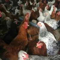 فروش جوجه گلپایگان ۶ماهه