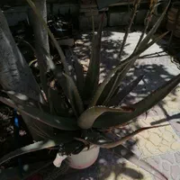 گل های شاداب و زیبا|گل و گیاه طبیعی|شیراز, رکن‌آباد|دیوار