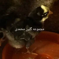 تخم مرغ نطفه دار گلین|حیوانات مزرعه|شاهین‌شهر, خانه کارگر|دیوار