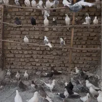 کفتر تهرانی  پرشی