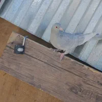 نقره ای پلنگ