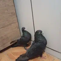 کبوتر پرشی بشرت