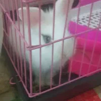 خرگوش باقفس