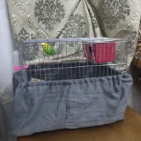 مرغ عشق نرباقفس نوبالانه فروش فوری نیازمالی|پرنده|اقبالیه, |دیوار