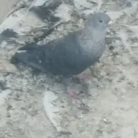 کبوتررنگی|پرنده|اهواز, کوی صادقیه|دیوار