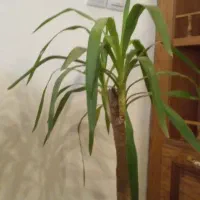 گل یوکا باگلدان|گل و گیاه طبیعی|مشهد, انصار|دیوار