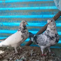 تعدادی کبوتر|پرنده|کرج, آق تپه|دیوار