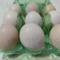 تخم مرغ نطفه دار برهما اصل لهستانی وارداتی|حیوانات مزرعه|شیراز, اصلاح‌نژاد|دیوار