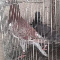۶تاپلاکی یا گوک