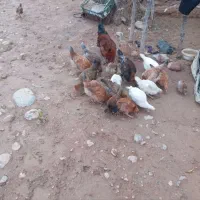 تیله بومی حراج حراج|حیوانات مزرعه|لردگان, |دیوار