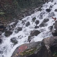 مسافر نوشهر/چالوس/رویان