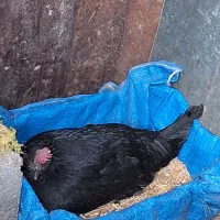 فروش مرغ کرک|حیوانات مزرعه|خورموج, |دیوار