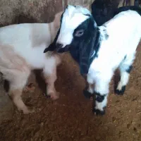 ۲عددبزگاله