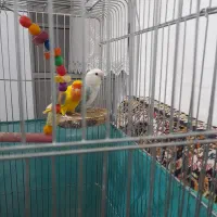 طوطی برزیلی|پرنده|سنندج, |دیوار