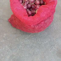 پیاز ریز کیلوی10هزار پیاز درشت کیلوی15هزار|خوردنی و آشامیدنی|شاهین دژ, |دیوار