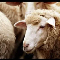 دامداری گوسفند گوساله مرغ و خروس زنده