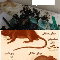 سمپاشی سوسک کک ساس طعمه موش با ۱۲ سال سابقه|خدمات نظافت|رشت, گلباغ نماز|دیوار