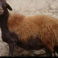 بره افشار کشتاری