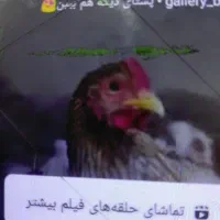 گمشده
