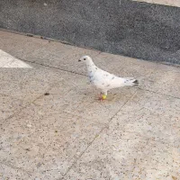 کفتر وپرنده|پرنده|شیراز, شهرک رضوان|دیوار