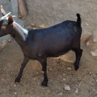 بز مورسیا اصل ابستن