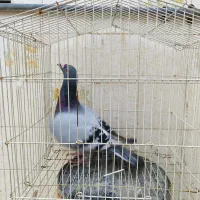 کبوتر پلاکی ثبتی|پرنده|مهران (ایلام), |دیوار