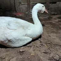 جوجه قو غاز لیندا(اصل)|حیوانات مزرعه|بهشهر, |دیوار