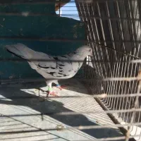 کبوتر|پرنده|قم, هفت تیر|دیوار