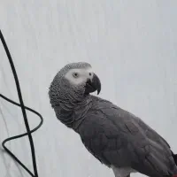 کاسکو سخنگو و دستی و رام|پرنده|جم, |دیوار